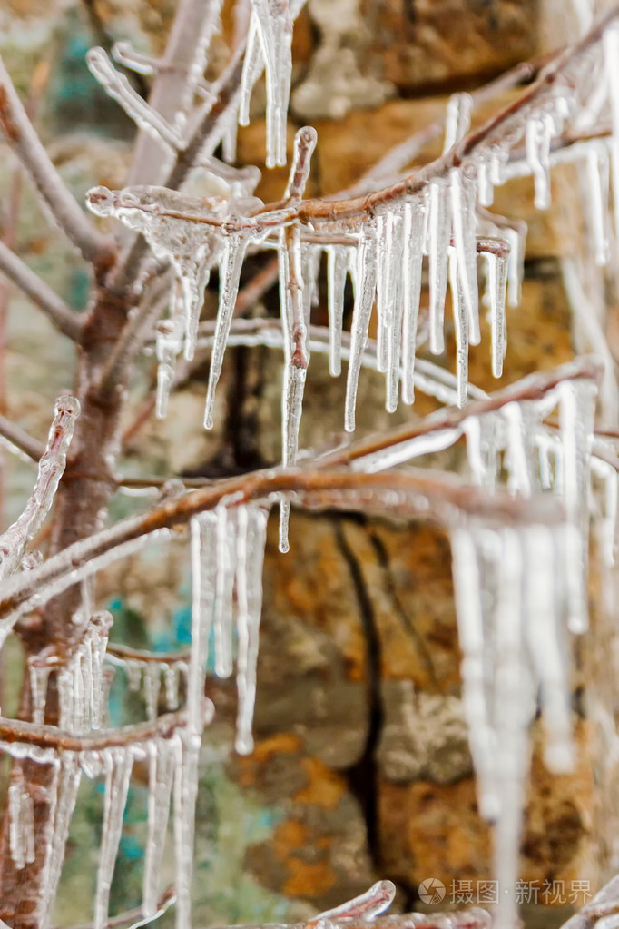 长的冰柱挂在冬天从冷冻的分支