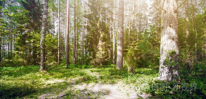 美丽的野生森林