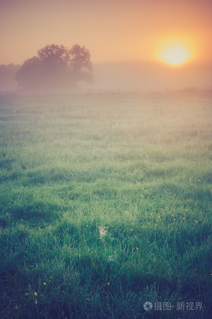 在夏天早晨有雾草甸的旧照片.乡村景观照片-正版商用图片004qjn-摄图