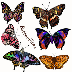 收集的矢量现实色彩鲜艳的蝴蝶
