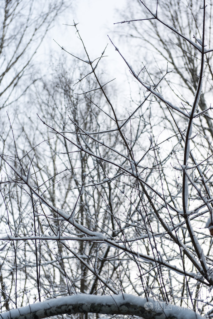 抽象纹理的冬树枝