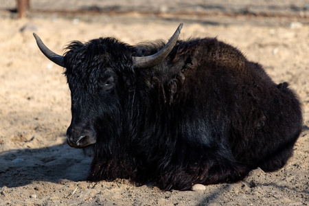 黑牛躺在沙