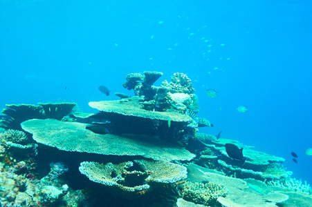 南阿里环礁图片