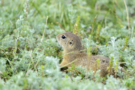 Gopher 的性质