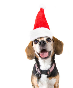 可爱的小猎犬与圣诞老人的帽子
