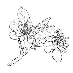 花-樱花绘图水彩矢量樱花图案美丽背景与樱花盛开,矢量图矢量无缝图案