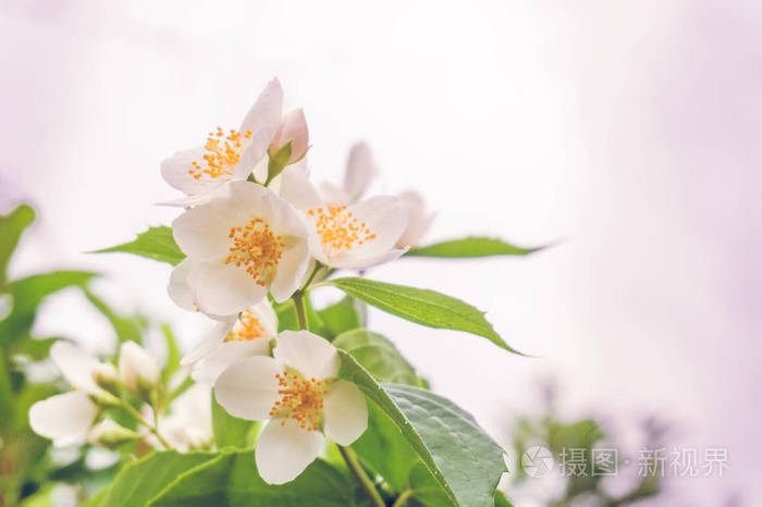 白色茉莉花朵朵布什