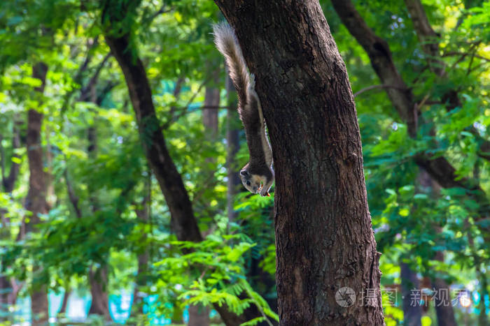 松鼠爬树与模糊背景