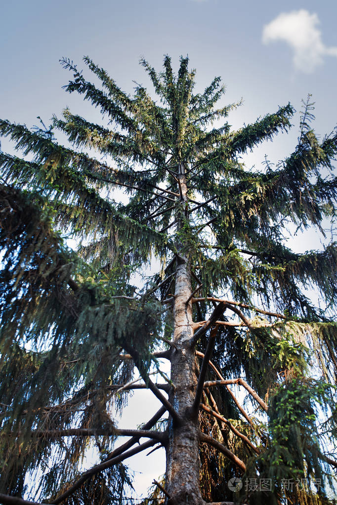 野生森林中的松树