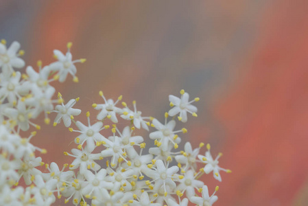 sambuco 鲜花特写