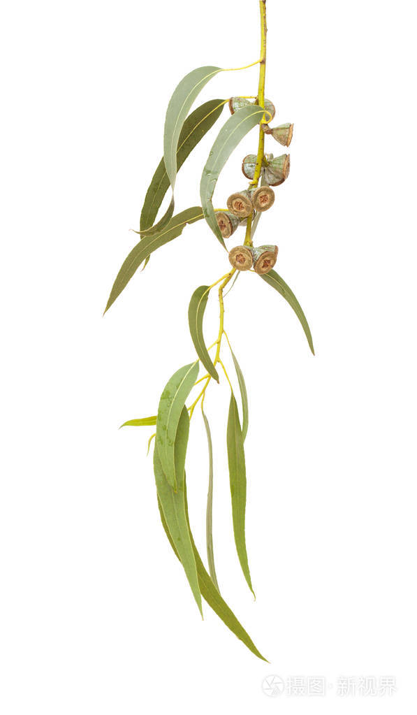 桉树蓝桉果实支