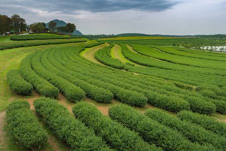 Northernthailand 的绿色茶园