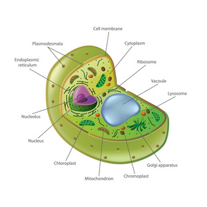 细胞的结构卡通图图片