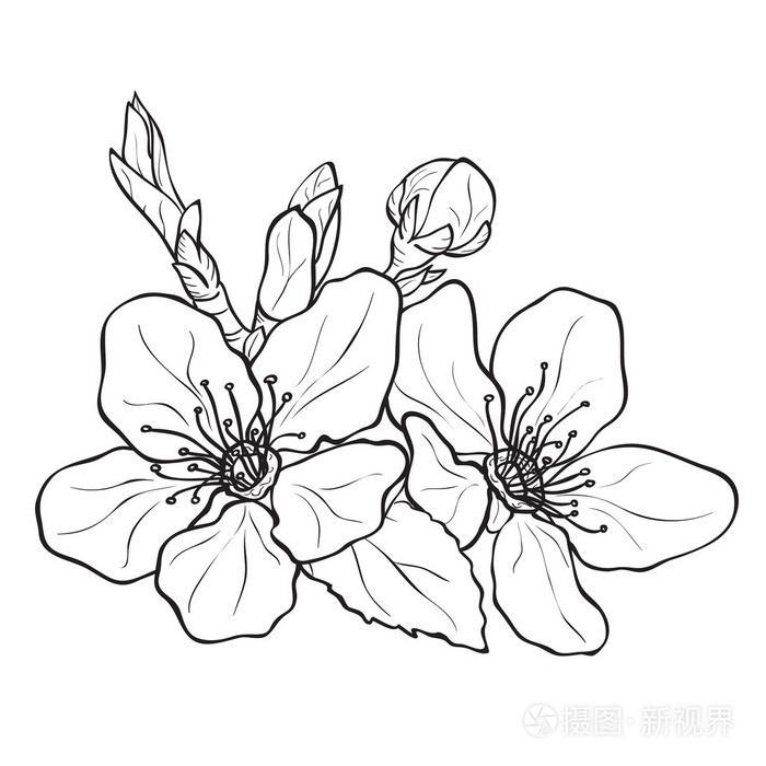 花-樱花绘图