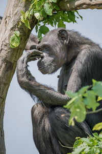 树在警卫的黑猩猩肖像