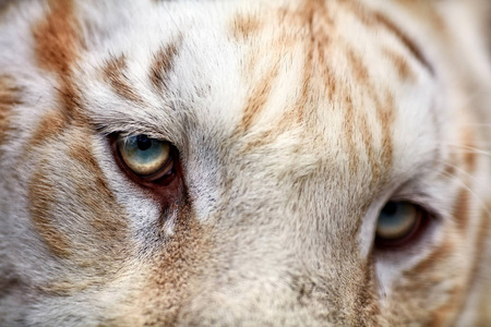 白老虎。一只老虎的肖像
