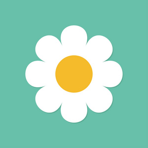 白色的雏菊照片