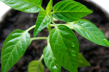 植物，草木 设备 工厂 庄稼