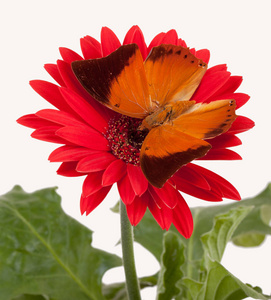 茶色王公蝴蝶在花上照片 正版商用图片0z7u96 摄图新视界