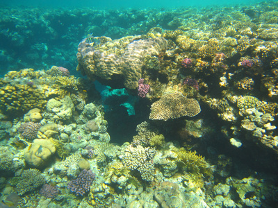 红海的珊瑚礁