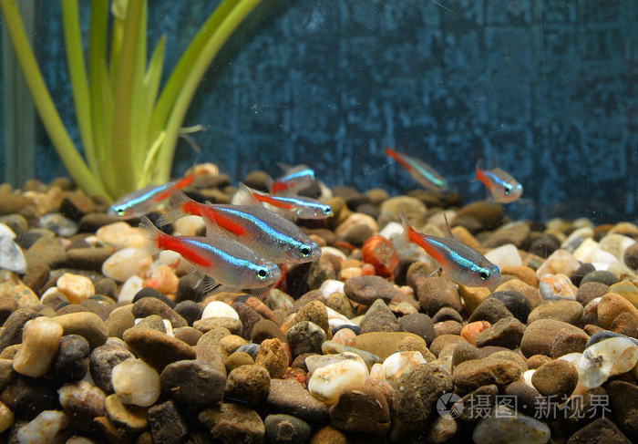 在水族馆中的小鱼