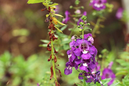自然紫罗兰花