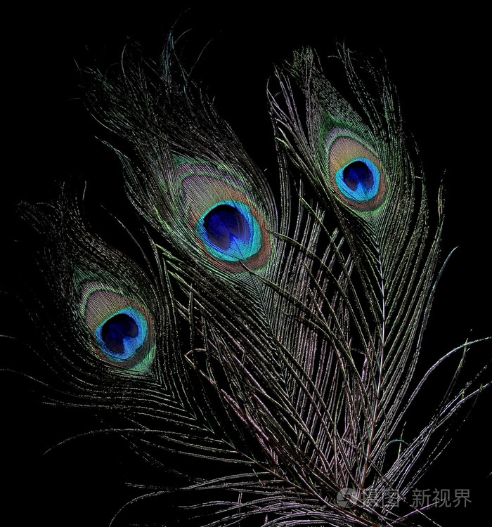 孔雀羽毛