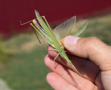 草原蝗虫绿蝗虫, 翅膀虫.农作物害虫.蝗虫在照片