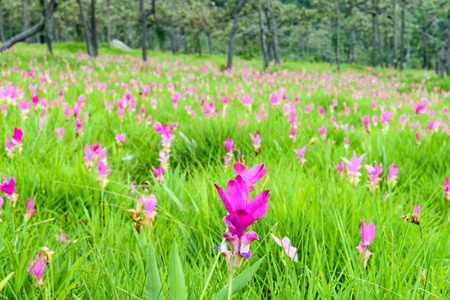 暹罗郁金香花