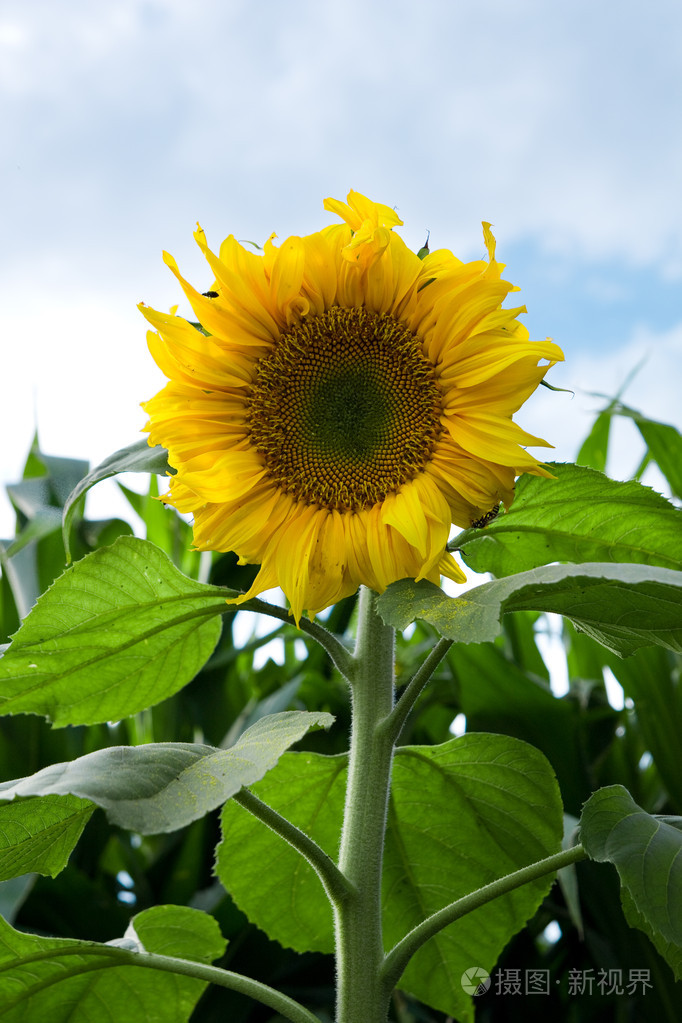 向日葵葵花籽向日葵色
