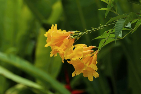 在自然中的黄色花