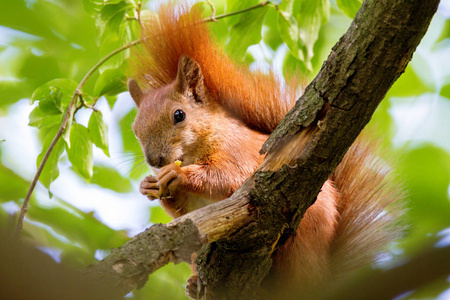 野生动物在一棵树上的松鼠吃东西