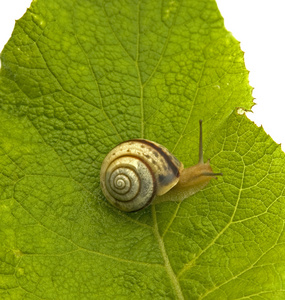 蜗牛 慢性子图片