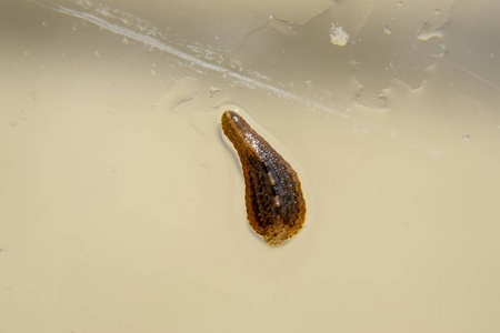 水蛭在玻璃上.吸血动物.带类 ringworms 的子类.hirudotherapy照片