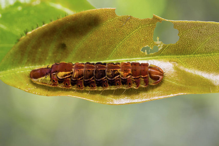 Oakblue Arhopala pseudocentaurus 毛毛虫普遍