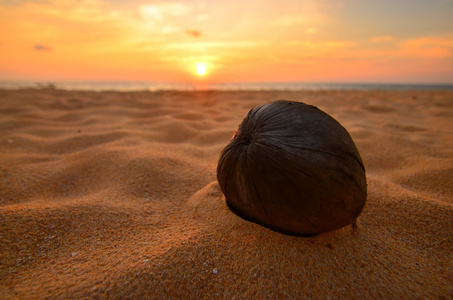 日落海滩上一个椰子