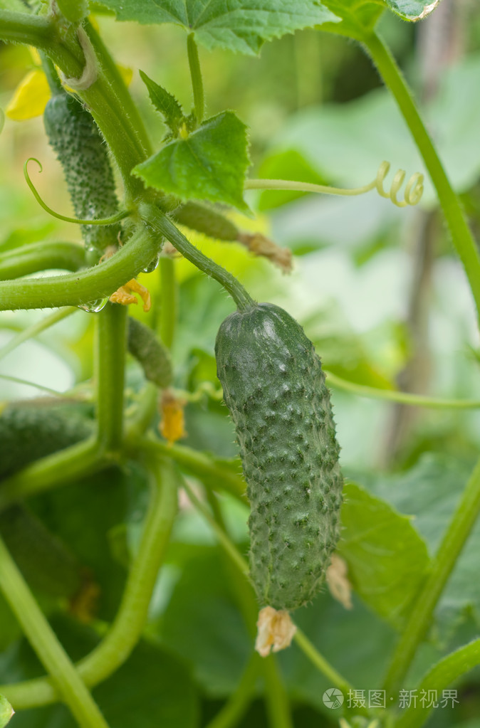 黄瓜胡瓜