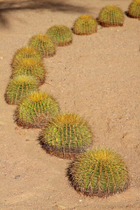 仙人掌，仙人球 cactus的名词复数 