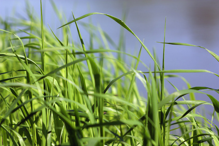 草，青草 草地，草坪 告密者 俚龙须菜