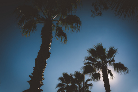 阳光穿过在 Vilano 海滩，佛罗里达州的棕榈树