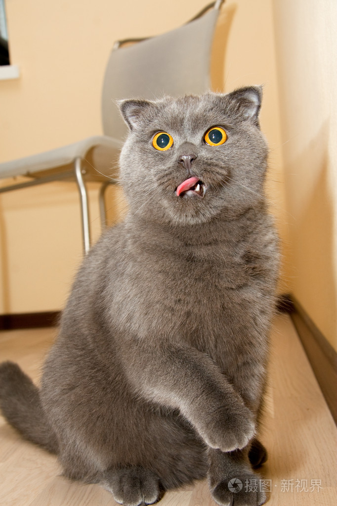 非常奇怪的猫