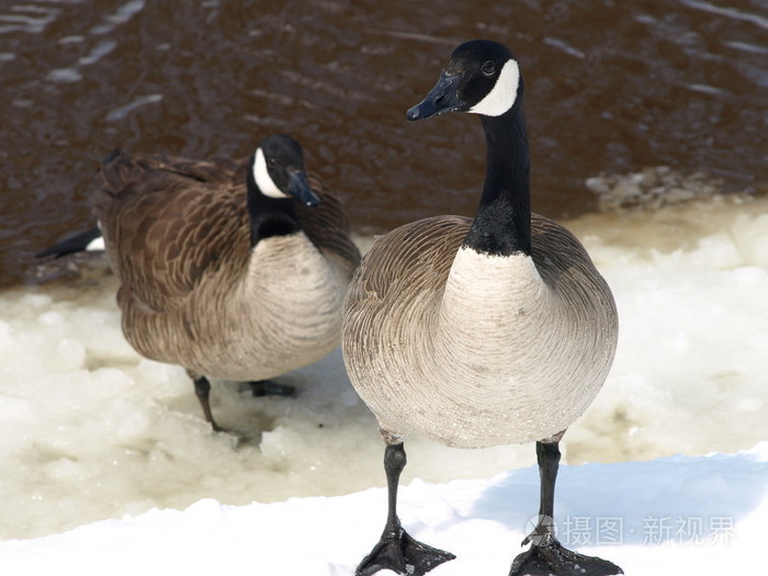 goose的复数形式