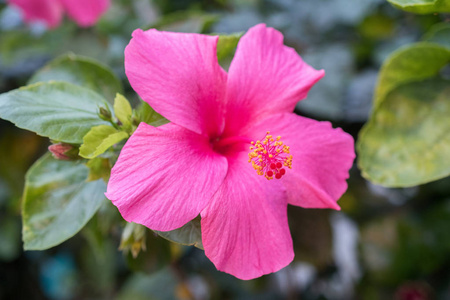 5 花瓣和柱头的粉红色芙蓉