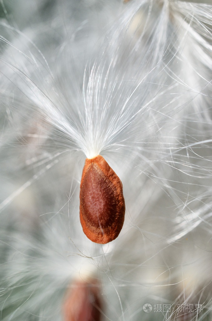 红色蒲公英的种子照片-正版商用图片006mhi-摄图新视界