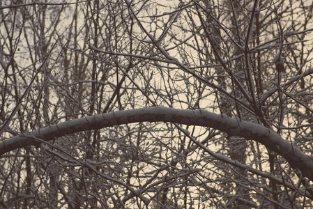 抽象纹理的冬树枝复古复古