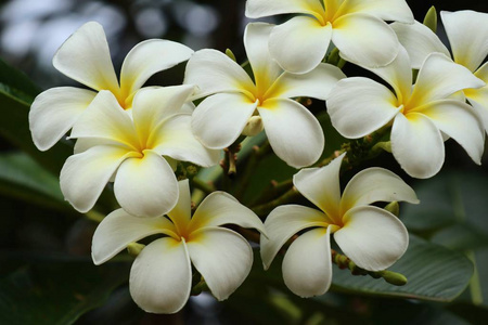 热带花卉白鸡蛋花