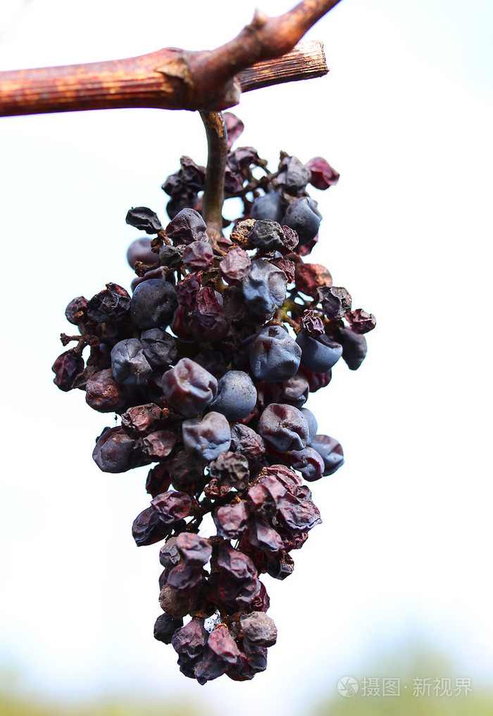 一簇葡萄干干挂在树枝上