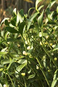 槲寄生植物照片