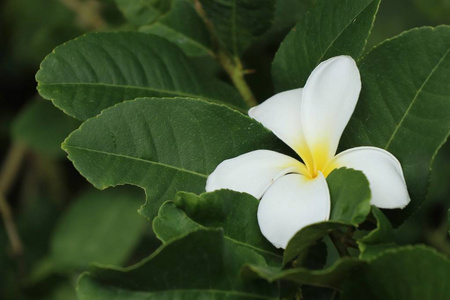 热带花卉白鸡蛋花