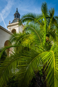 棕榈树和市政厅，在帕萨迪纳，加利福尼亚州